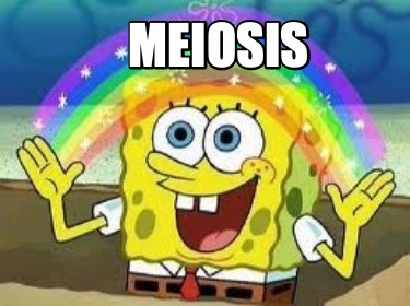 meiosis