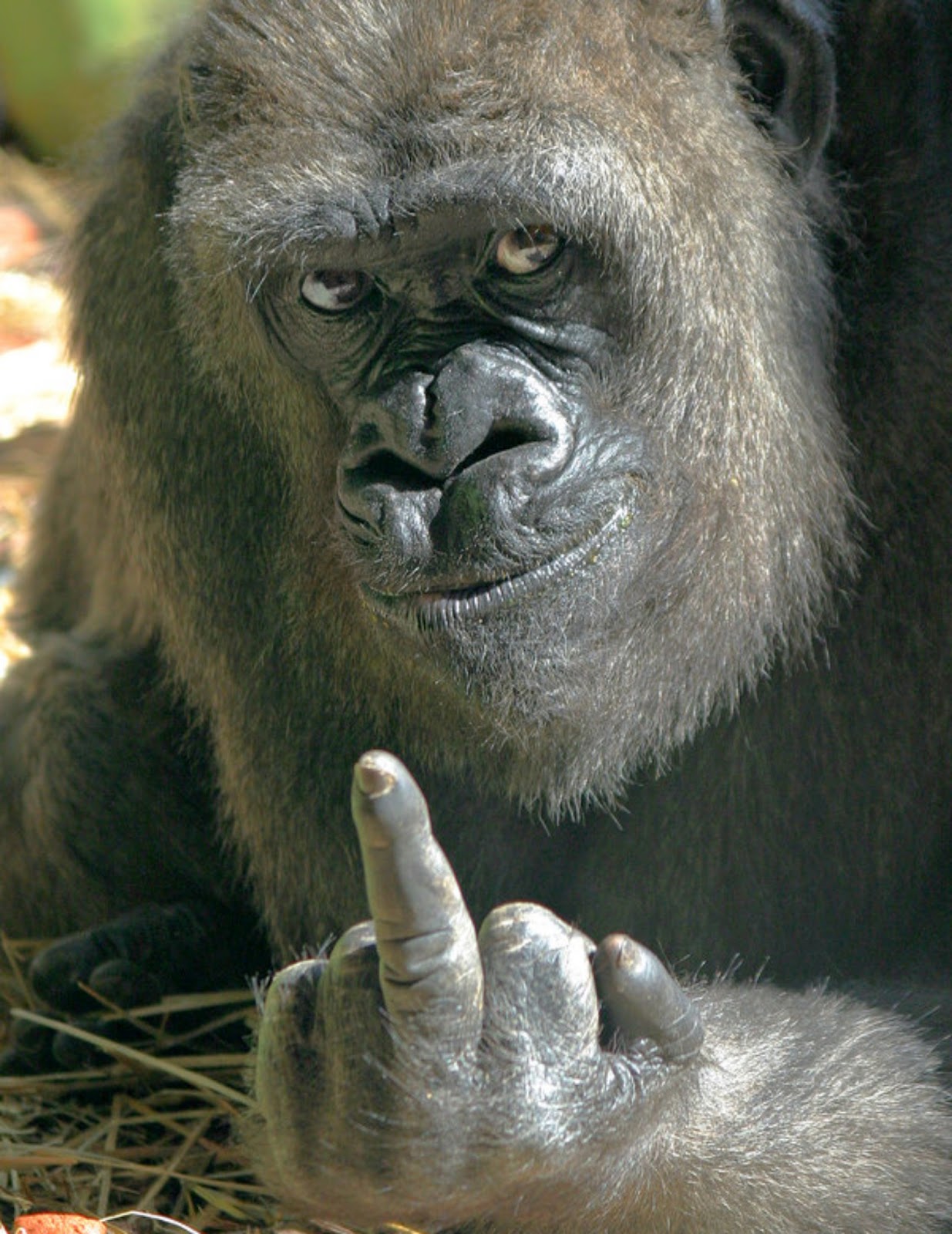 Meme Creator Fuck You Gorilla Meme Generator At Memecreator Org